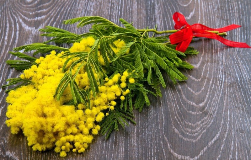 Create meme: Mimosa flower , Siberian mimosa, mimosa branch