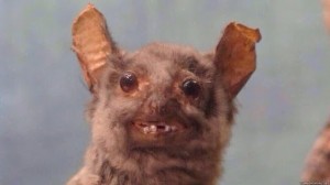 Create meme: meme bat, drunk bat meme, ugly bat meme