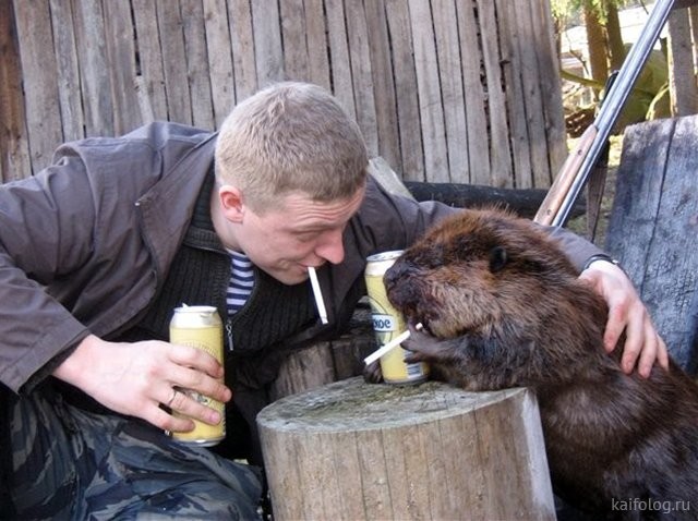 Create meme: funny beavers, beaver , drunken beavers