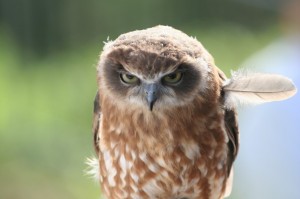 Create meme: owl owl, brown owl, funny owls