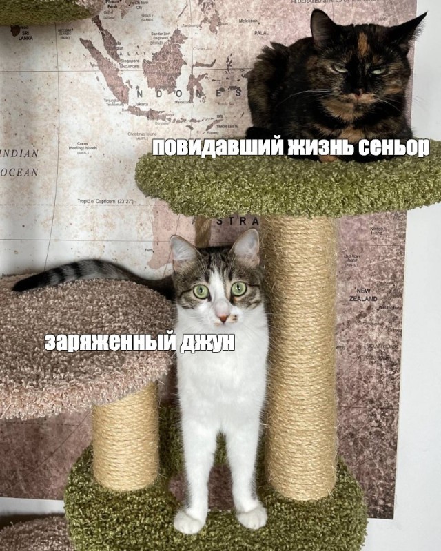 Создать мем: для котов, кошек, коту