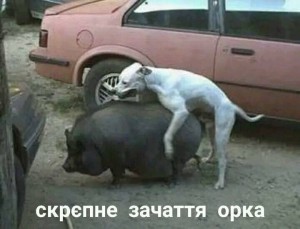 Create meme: animals jokes, dog mating with a pig, dog