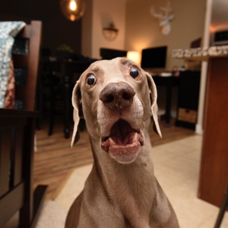 Create meme: the surprised dog, a scared dog, Weimaraner is a breed of dog