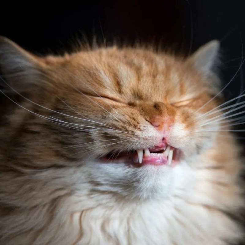 Create meme: cat , smiling cat, laughing cat 