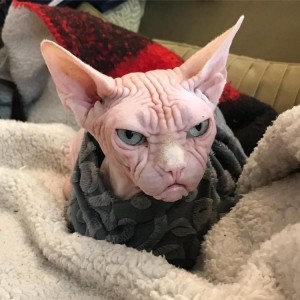 Create meme: cat of breed the Sphinx, bald cat, the Sphynx breed