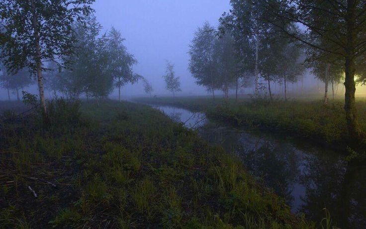 Create meme: landscape swamp, nature fog, foggy landscapes