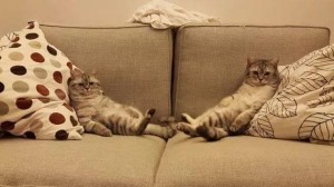 Создать мем: диван кошка, ленивый кот, котики смешные