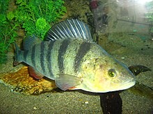 Create meme: fish perch, perch perca fluviatilis, perch 