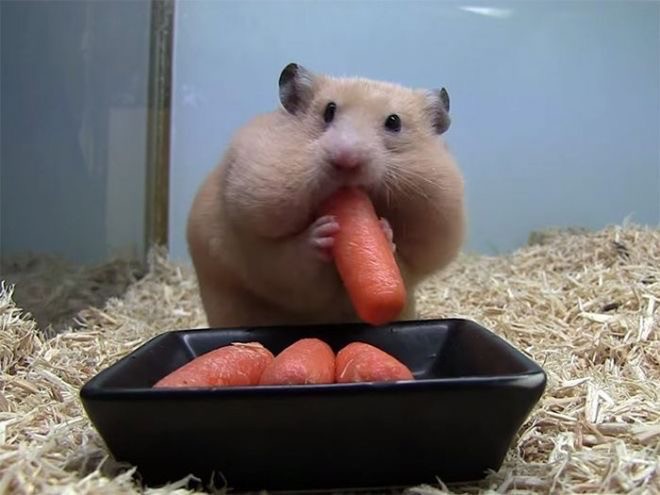 Create meme: hamster , a hamster with huge cheeks, funny hamsters