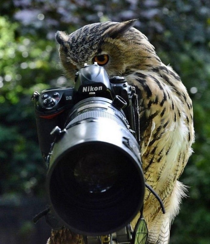 Создать мем: животный в объективе, реклама nikon coolpix, сова с фотоаппаратом