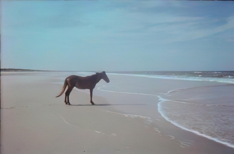 Create meme: horse by the sea, horse by the sea meme, the horse is on the shore because