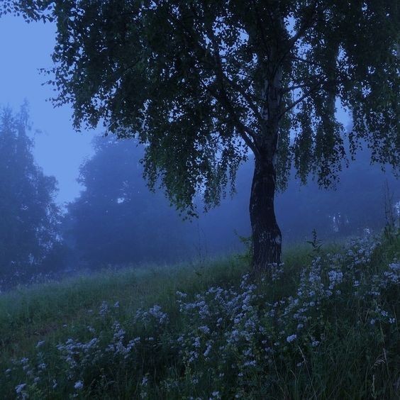 Create meme: birch in the forest, landscape , evening nature