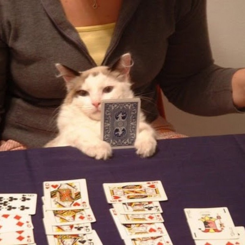 Создать мем: кот гадалка, кот таролог, кошки играют в карты