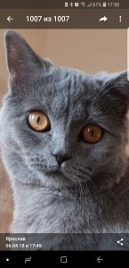 Создать мем: chartreux, british shorthair cat