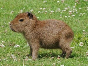 Create meme: a pet capybara, capybara cub, rodent capybara