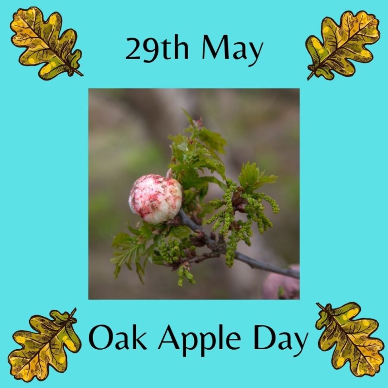 Create meme: oak apple day, oak apple, oak nutcracker galls