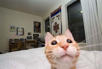 Create meme: cat selfie, A red-haired cat looks at the camera, cat with camera