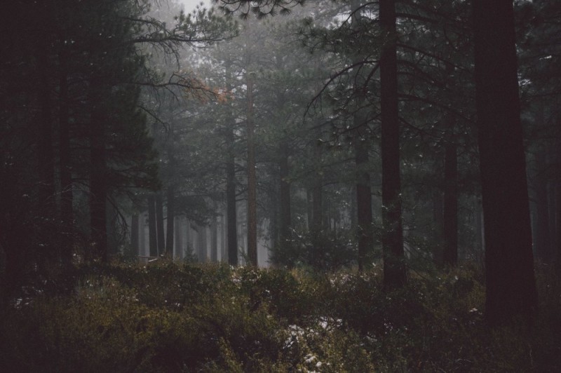 Create meme: forest in the fog, dense dark forest, forest aesthetics