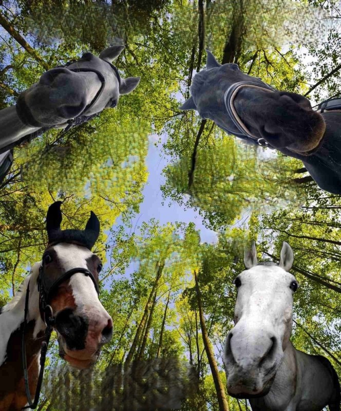 Create meme: memes with horses, landscape with horses, meme horse 