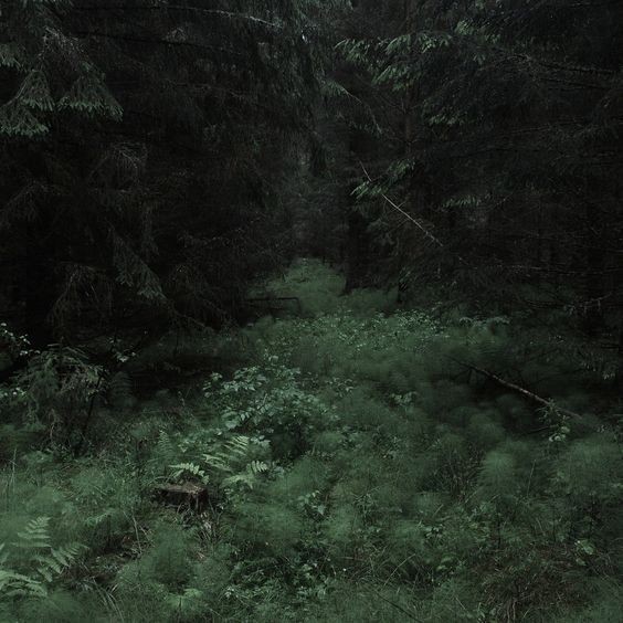 Create meme: dark forest dense forest, Gloomy Forests (2019) movie, the forest dark