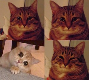 Create meme: meme cat, meme cat, smiling cat meme