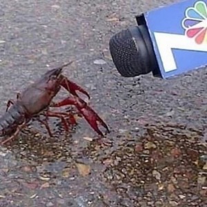 Create meme: lobster, lobster alive