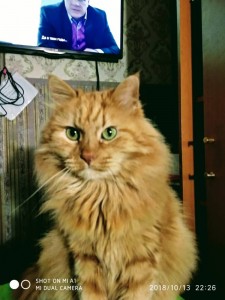 Create meme: lost ginger cat SPb, sly red cat, pics ginger cat fluffy
