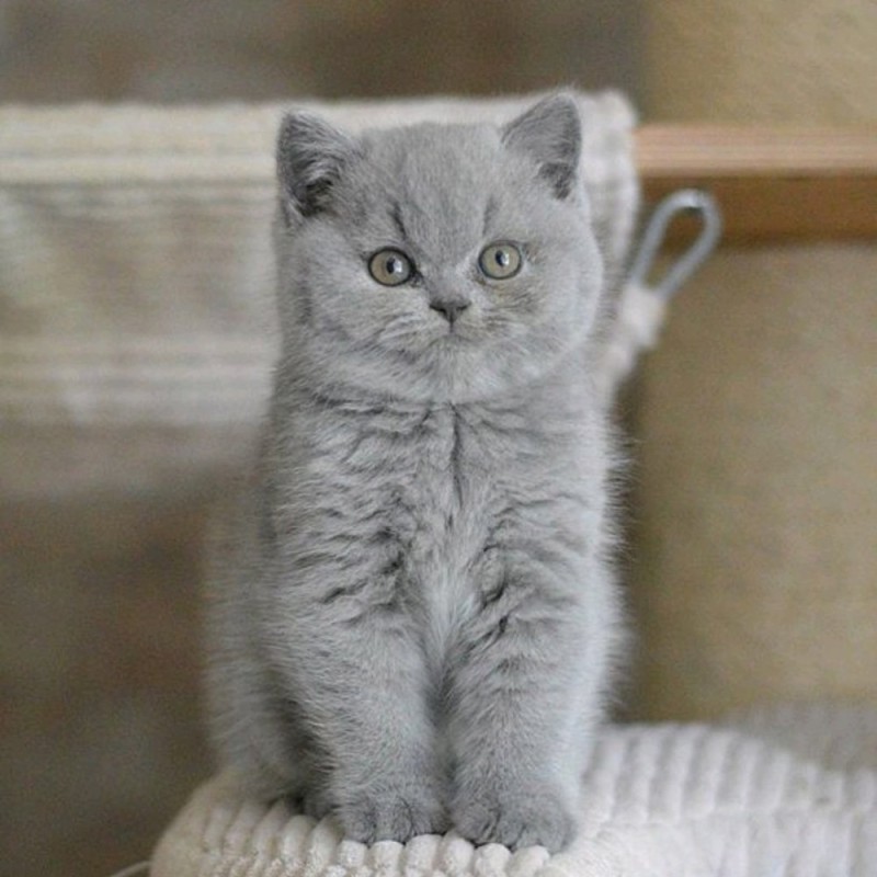 Create meme: british shorthair cat, Scottish, Scottish straight 