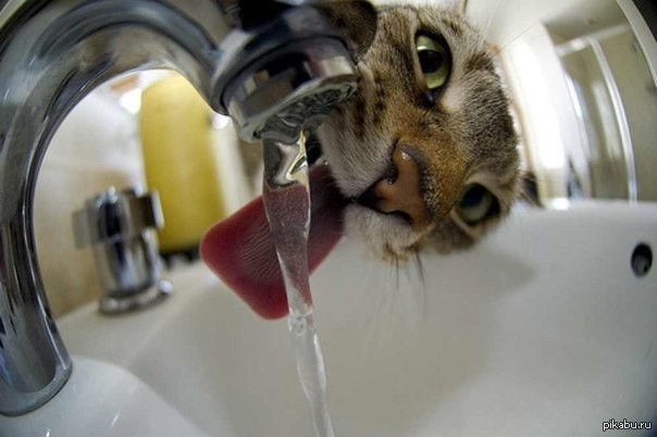 Create meme: cat drinks water, There is no water, the cat drinks water