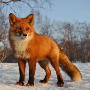 Create meme: wild animals, Fox, Fox
