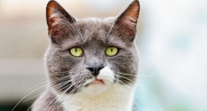Create meme: surprised cat photo, cat face, cat muzzle