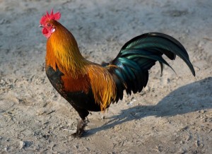 Create meme: chicken, chicken, roosters