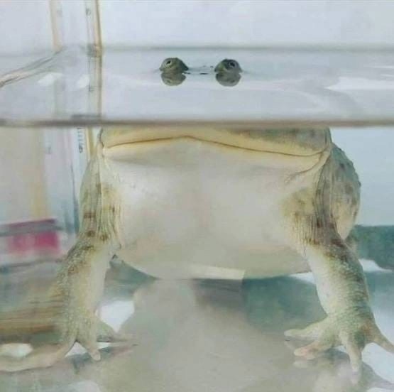 Create meme: toad , frogs in the aquarium, toad frog