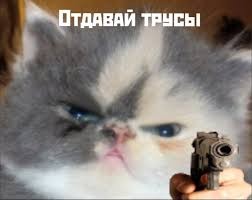 Create meme: the cat is evil, angry cat , the sweetest cats