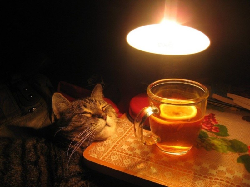 Создать мем: кот чай, теплого вечера, кот с чашкой чая