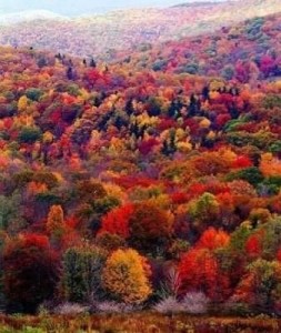 Создать мем: осенний лес сверху, фотографии осени, осень