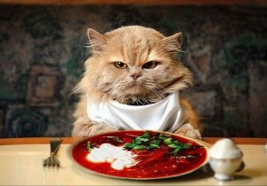 Create meme: cute cats with food, cat eats, cats eat Breakfast pictures