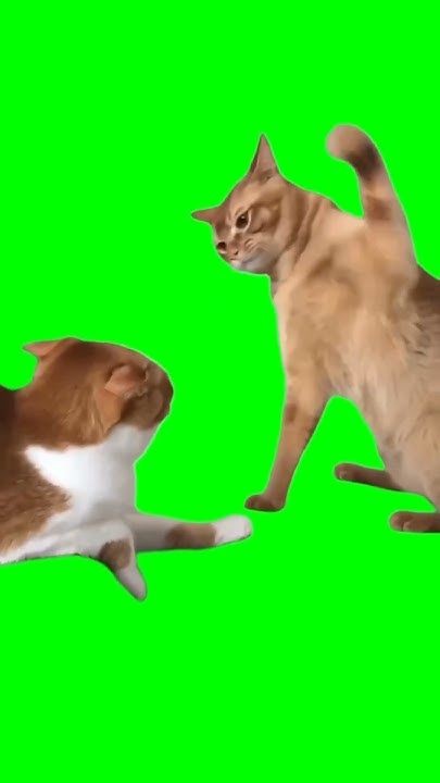 Create meme: The chromakey cat, fur seals, cat footage