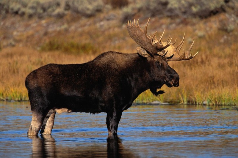 Create meme: moose deer, moose horns, moose is an animal