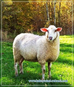 Create meme: breeds of sheep, sheep sheep, sheep