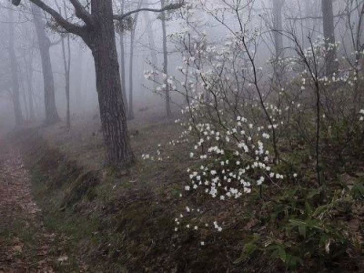 Create meme: spring fog, Twilight forest, white flowers in the forest