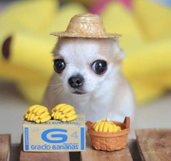 Create meme: chihuahua in sombrero, chihuahua , popular dog breeds
