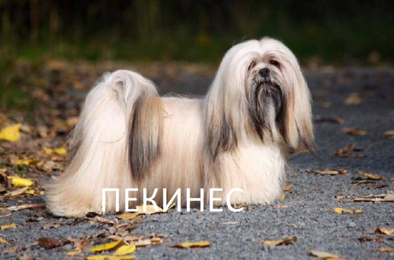 Create meme: Lhasa APSO, Lhasa apso breed, Lhasa Apso