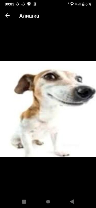 Create meme: russell the dog, jack russell, jack the dog