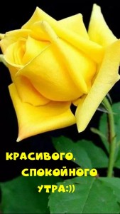 Create meme: yellow roses