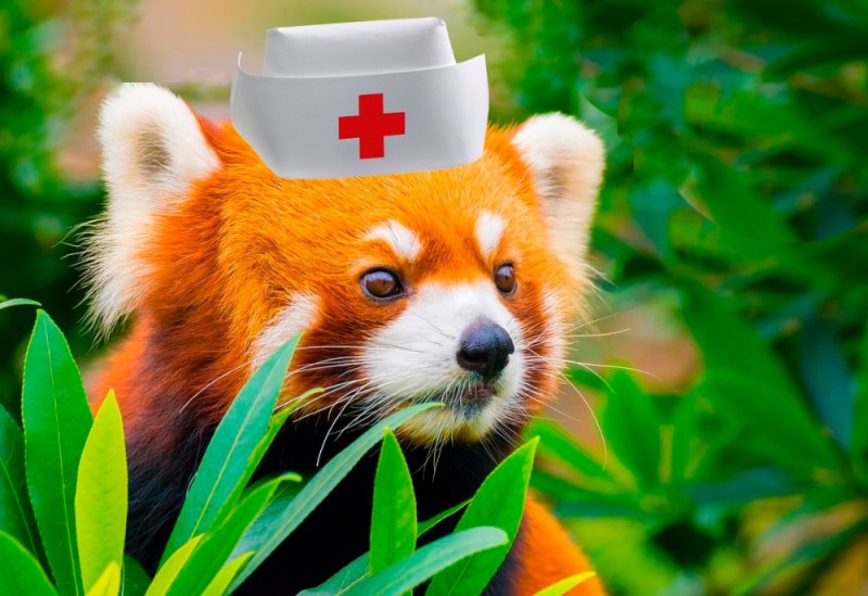 Create meme: Red panda, red little panda, red Panda