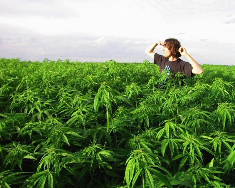 Create meme: Bush cannabis, hemp fields, hemp field