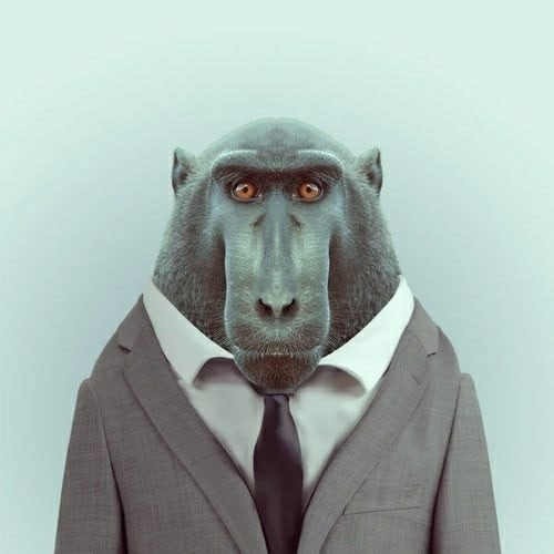 Create meme: monkey in a jacket, a monkey in a suit, monkey in a tuxedo