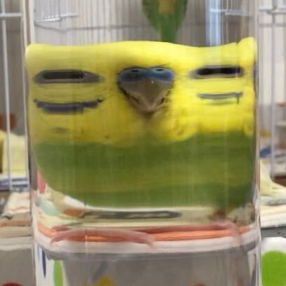 Create meme: parrot , The budgie sneezes, wavy parrot 