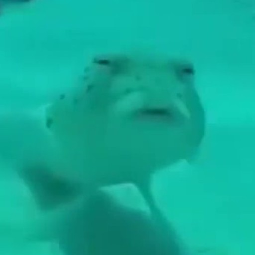 Create meme: meme fish, fish suspect, puffer fish 